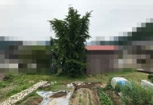 隣んちのイチョウの木伐採